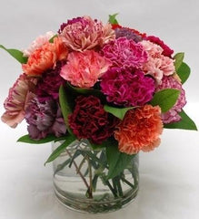 Carnations - Free Delivery - MontRoyal Florist Montreal