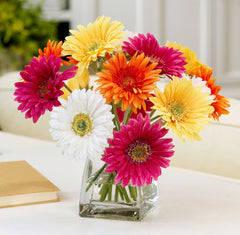 Daisies Collection - Free Delivery - MontRoyal Florist Montreal