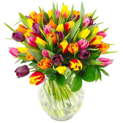 Tulips - Free Delivery - MontRoyal Florist Montreal