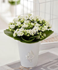 Calandiva Flowering Kalanchoe - Free Delivery - MontRoyal Florist Montreal