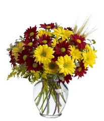 Fall For Daisies - Free Delivery - MontRoyal Florist Montreal