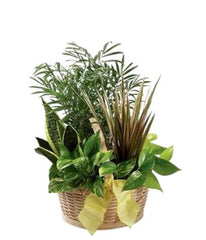 Lovely Green Plant Basket - Free Delivery - MontRoyal Florist Montreal